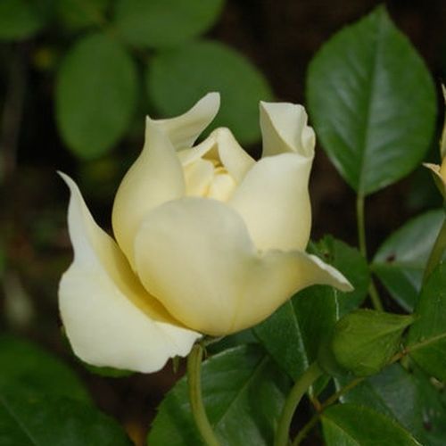 Rosa City of York® - blanco - Árbol de Rosas Miniatura - rosal de pie alto- froma de corona llorona